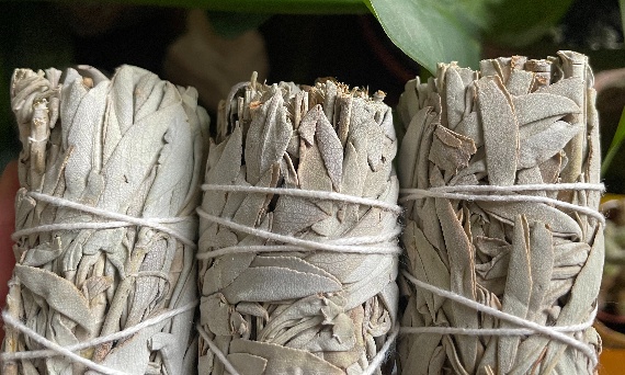 Szałwia kalifornijska – roślina, która wnosi spokój tam, gdzie najbardziej go potrzebujesz